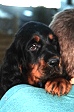 Dark Angel mit 6 Wochen
