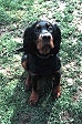 Danger ca. 8 Wochen alt
