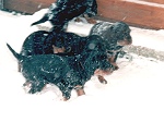 Schneegest�ber