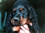 Cherokee mit 6 Wochen