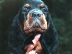 Commander mit 6 Wochen