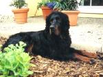 Gordan 2002