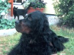 Gordan 4 Jahre alt
