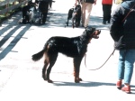 Dacapo beim Welpentreffen 2001 ( 18 Monate )