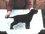 Duke - 6 Wochen alt