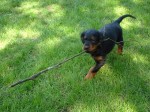 Bin besch�ftigt ! Fr�h �bt sich ...
