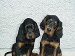 Jo (12 Wochen) mit Freundin Joes (14 Wochen)