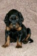 Earl im Alter von 32 Tagen