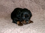 Earl im Alter von 32 Tagen