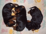 Alle 3 mit 6 Tagen