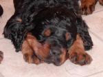 Wer viel l�uft ist auch oft m�de. 4 Wochen alt.