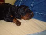 Fame 1 Woche alt