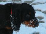 Der erste Schnee mu� genau untersucht werden.