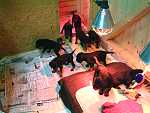 Endlich in unserem  Hundehaus!