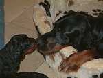 Mama liegt in Tante Angel�s Korb.