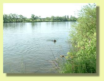 Hallo, ich bin�s Spotty. Hier gibt�s Enten.